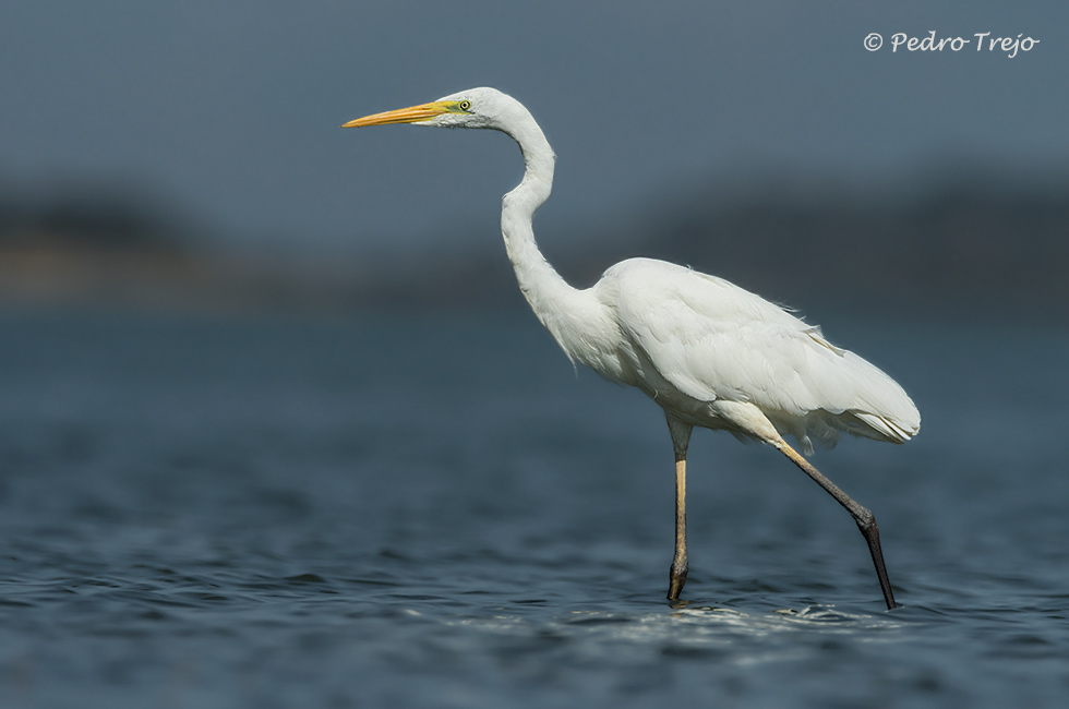 Garceta grande (Egretta alba)